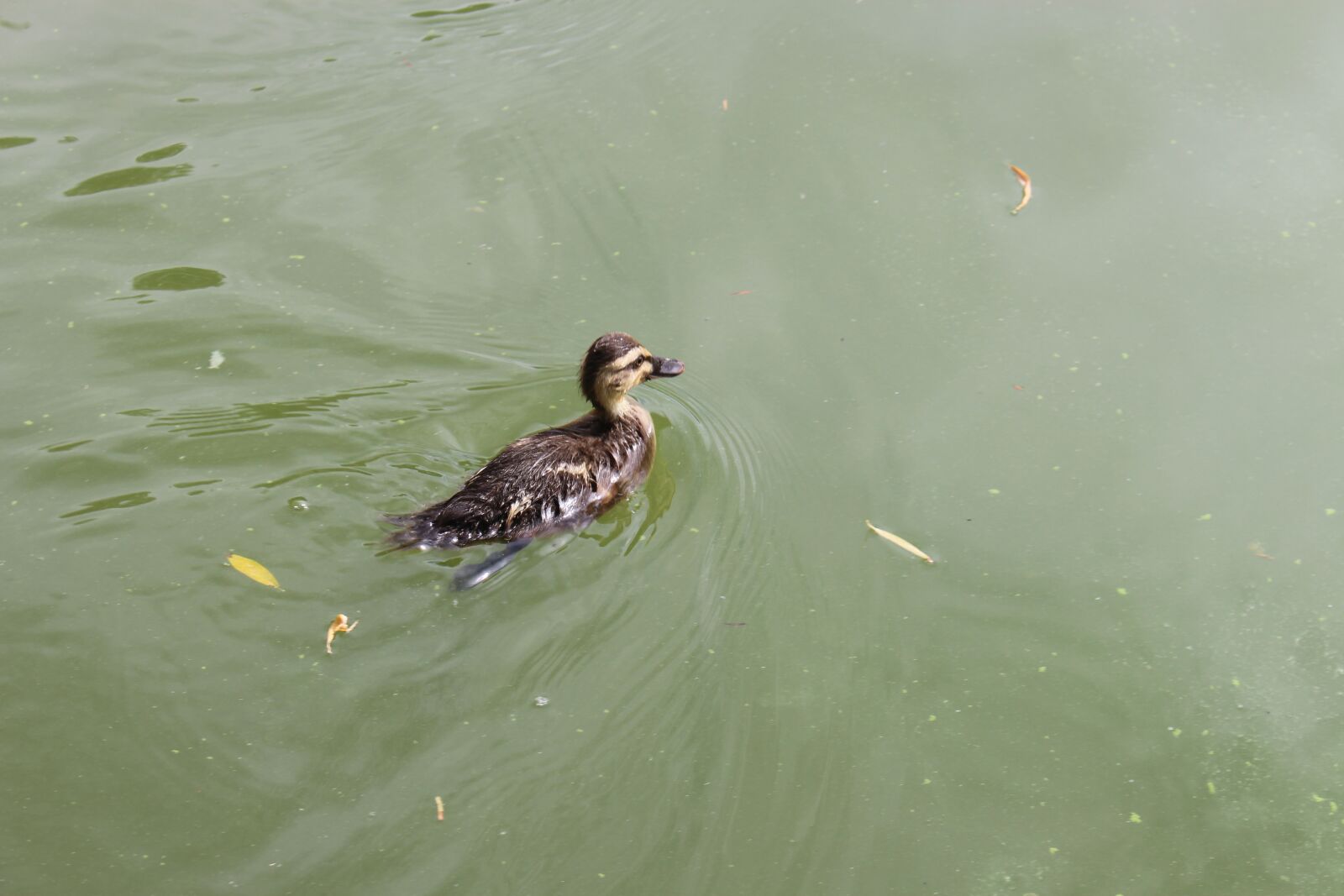Canon EOS 700D (EOS Rebel T5i / EOS Kiss X7i) sample photo. Duck child, duck, small photography