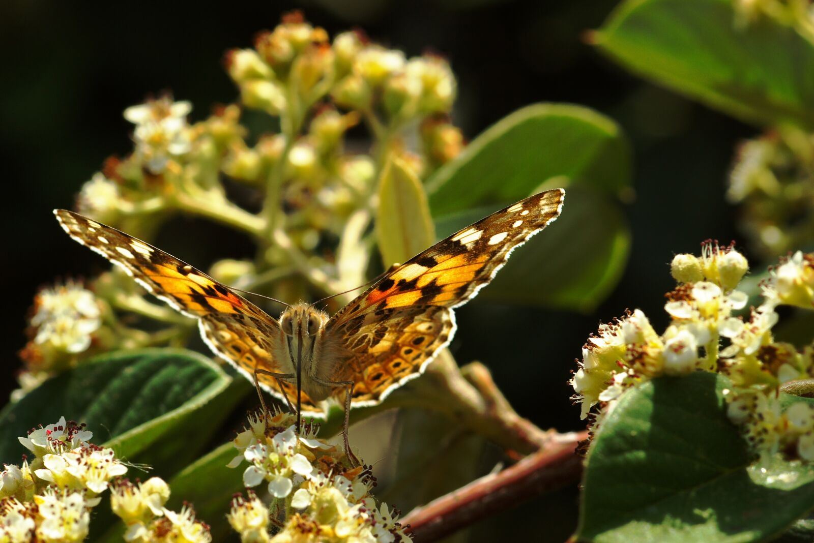 Pentax *ist DL sample photo. Butterfly, nature, spring photography
