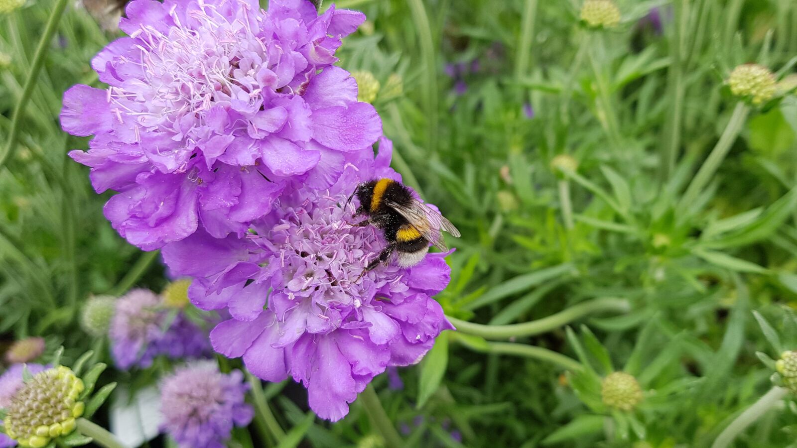 Samsung Galaxy S8+ sample photo. Bumblebee, pollination, purple photography