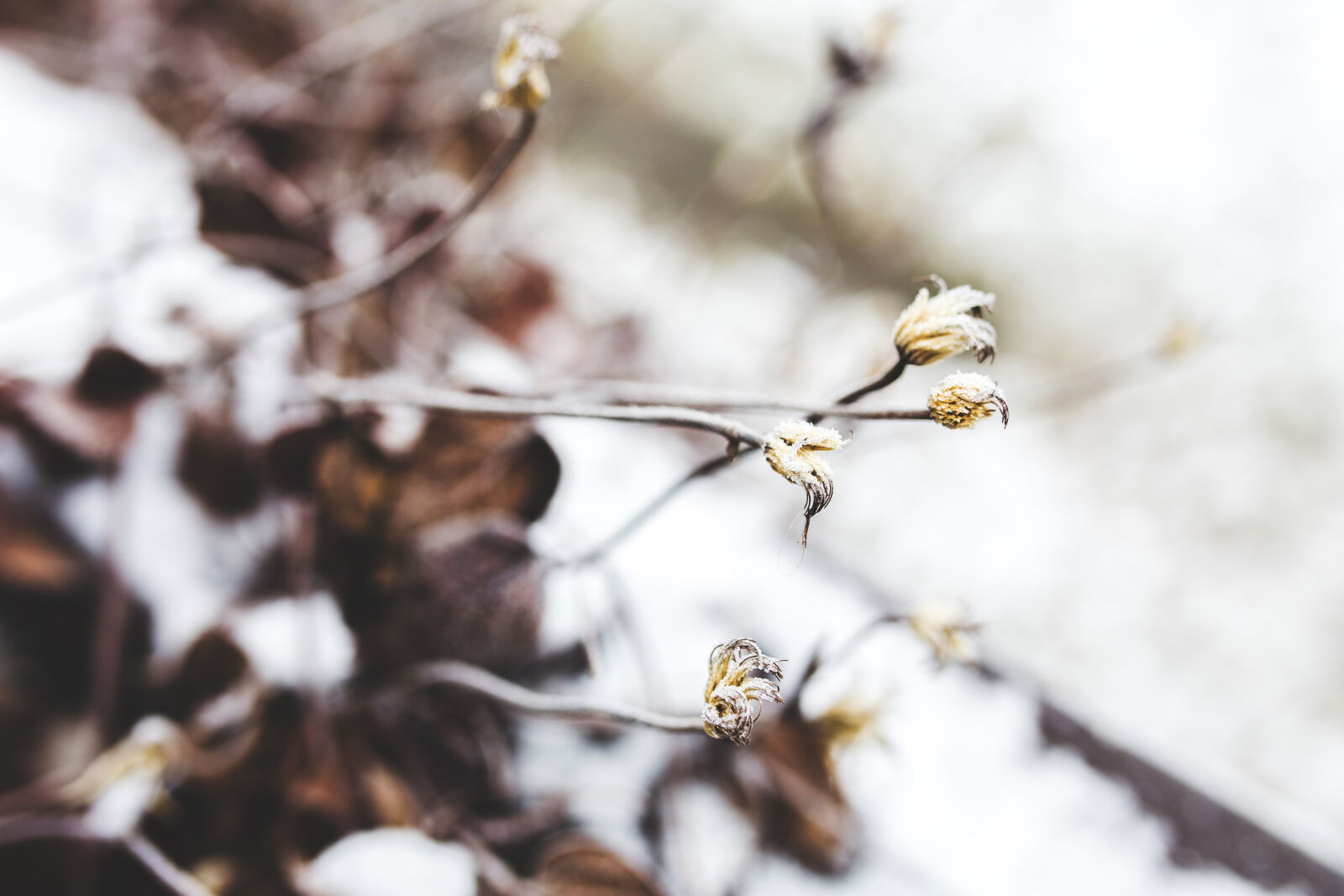 Canon EOS 6D + Sigma 35mm F1.4 DG HSM Art sample photo. Little, withered, flowers photography
