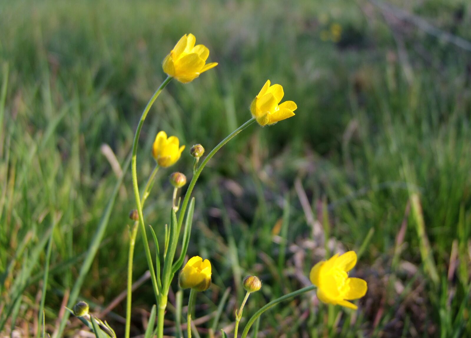 Fujifilm FinePix S100fs sample photo. Meadow flower, yellow, graceful photography