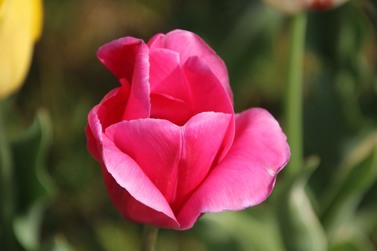 Canon EOS 600D (Rebel EOS T3i / EOS Kiss X5) sample photo. Flower, tulip, plant photography