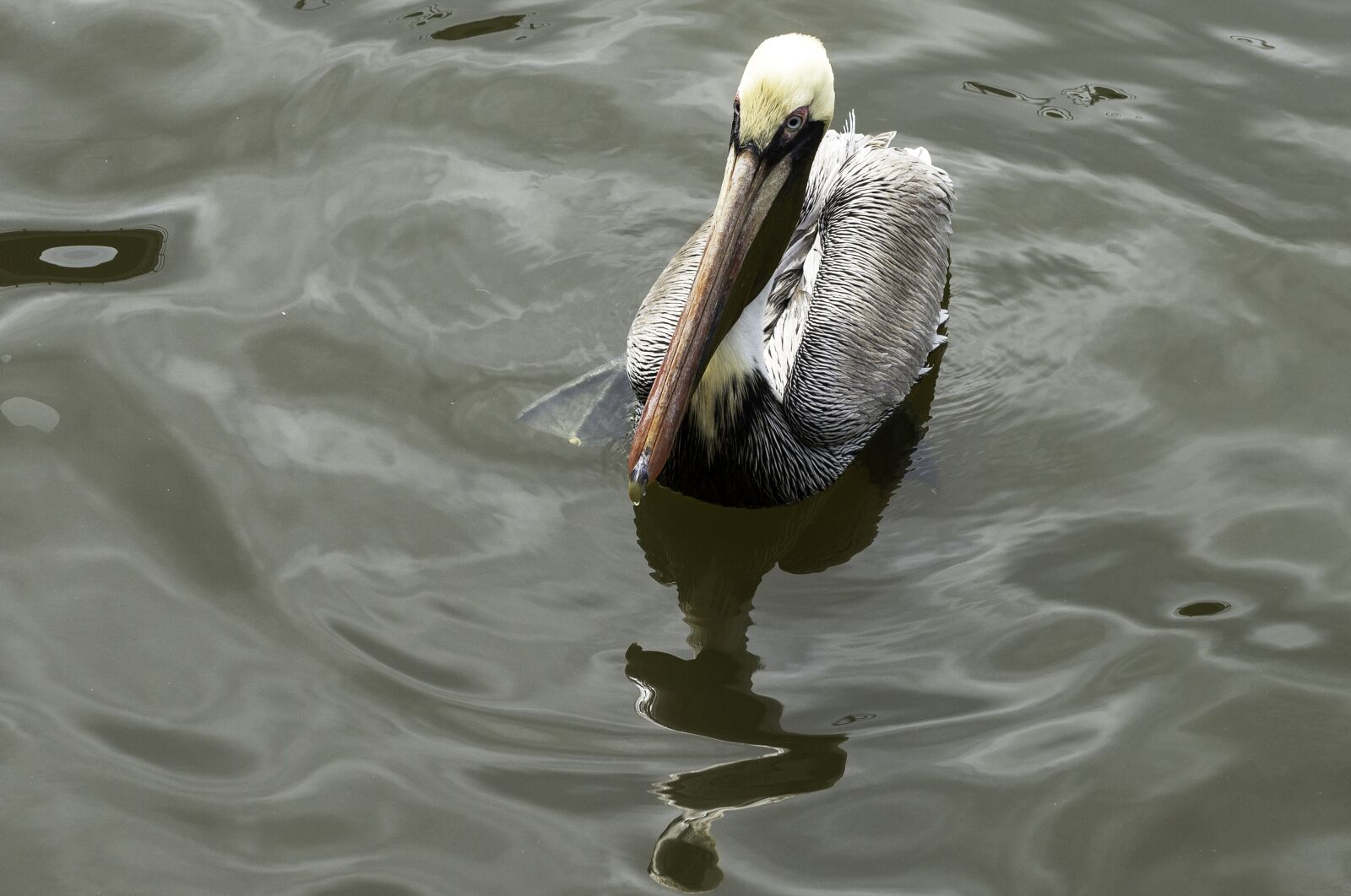 Nikon D610 sample photo. Pelican, water, bird photography