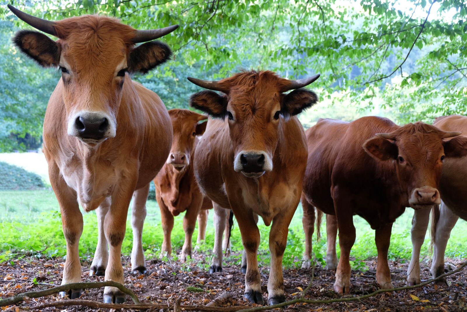 Fujifilm X-T20 sample photo. Cattle, animal, meadow photography