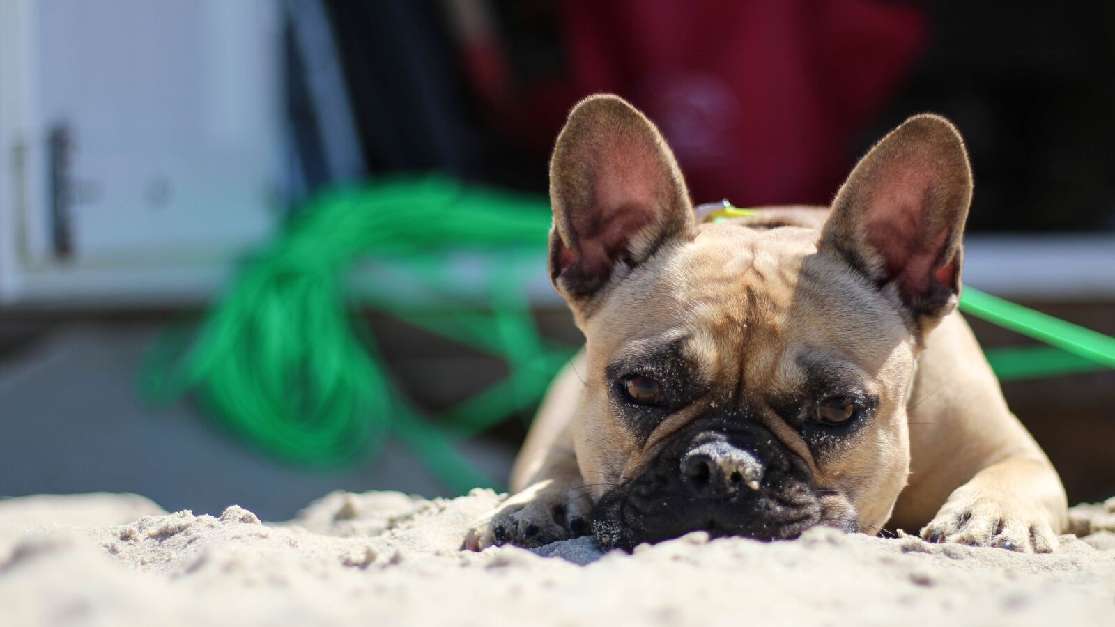 Canon EOS 700D (EOS Rebel T5i / EOS Kiss X7i) + Canon EF 50mm F1.8 STM sample photo. Bulldog, beach, coast photography