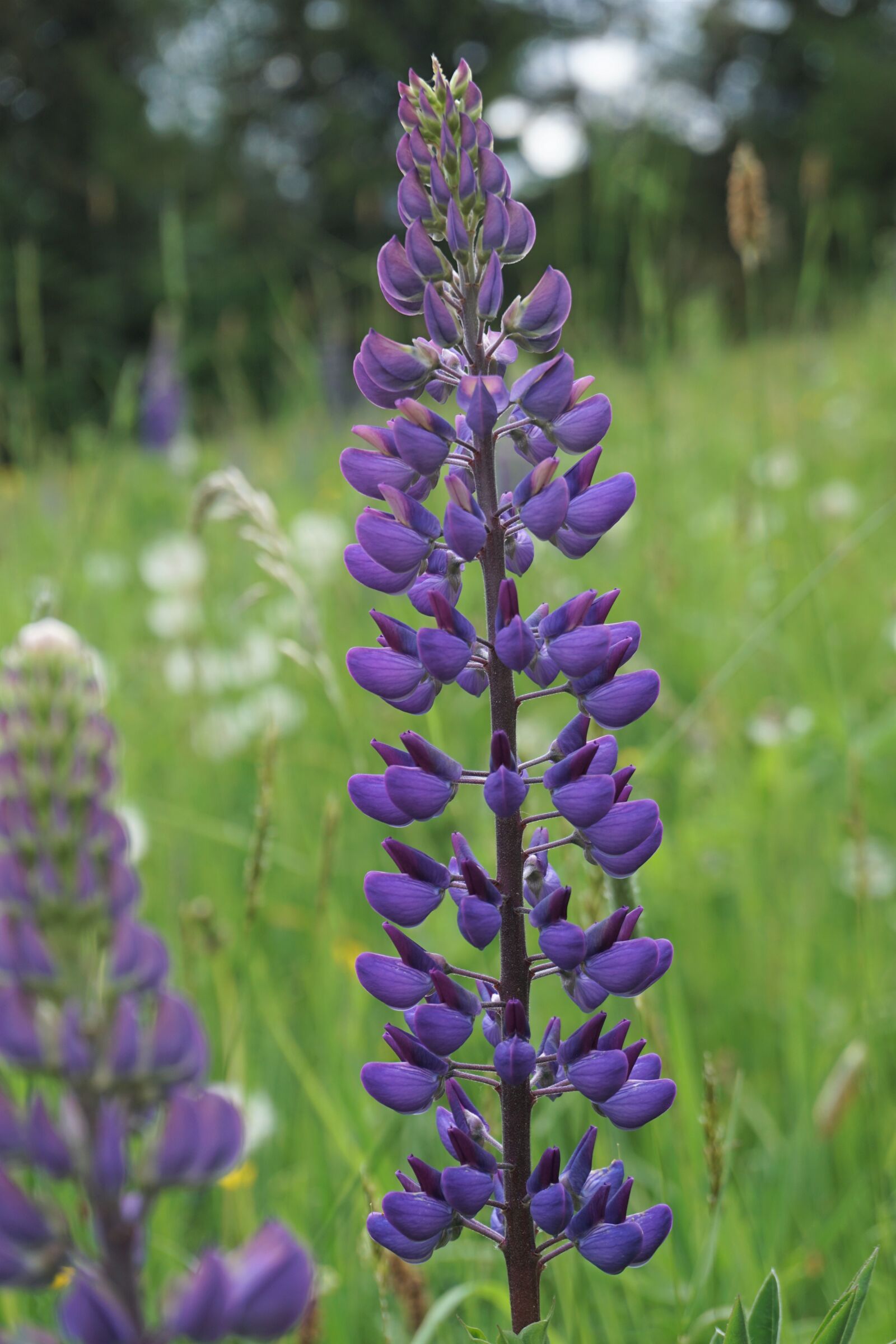 Sony a6000 sample photo. Lupine, blossom, bloom photography