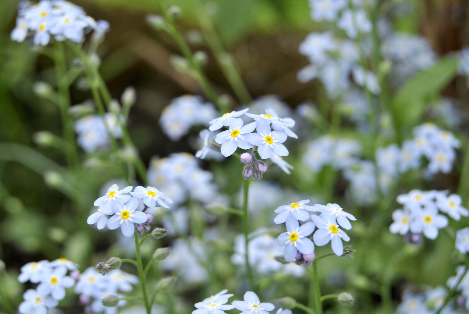 Nikon D3000 sample photo. Flower, nature, plant photography