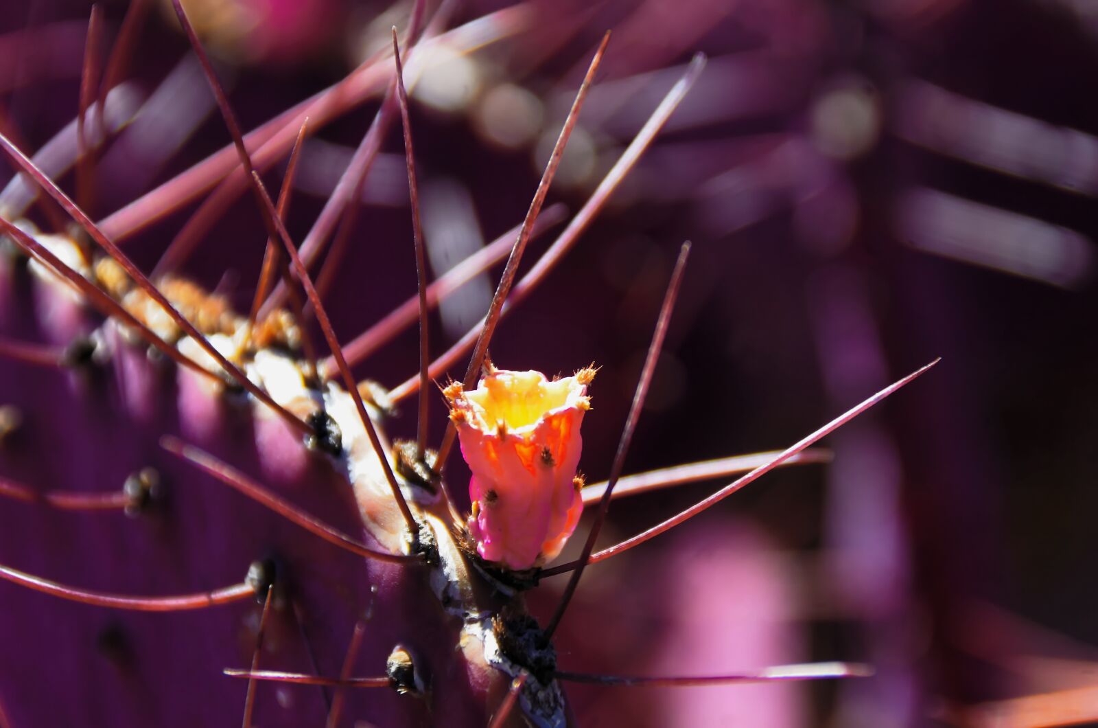 Pentax K-5 sample photo. Lanzarote, cactus, flower photography