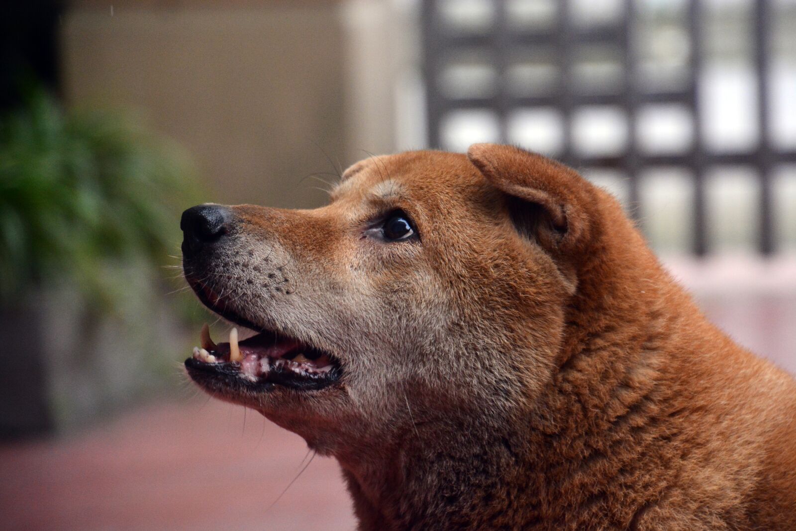 Nikon D7100 sample photo. Dog, animal, pet photography
