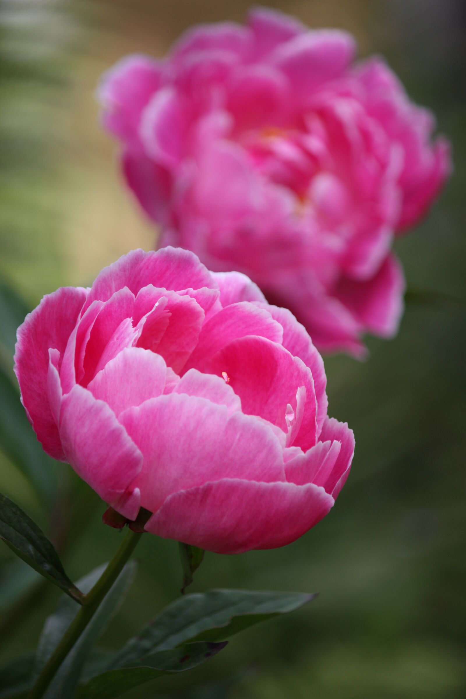 Canon EOS 450D (EOS Rebel XSi / EOS Kiss X2) sample photo. Pion, flower, closeup photography