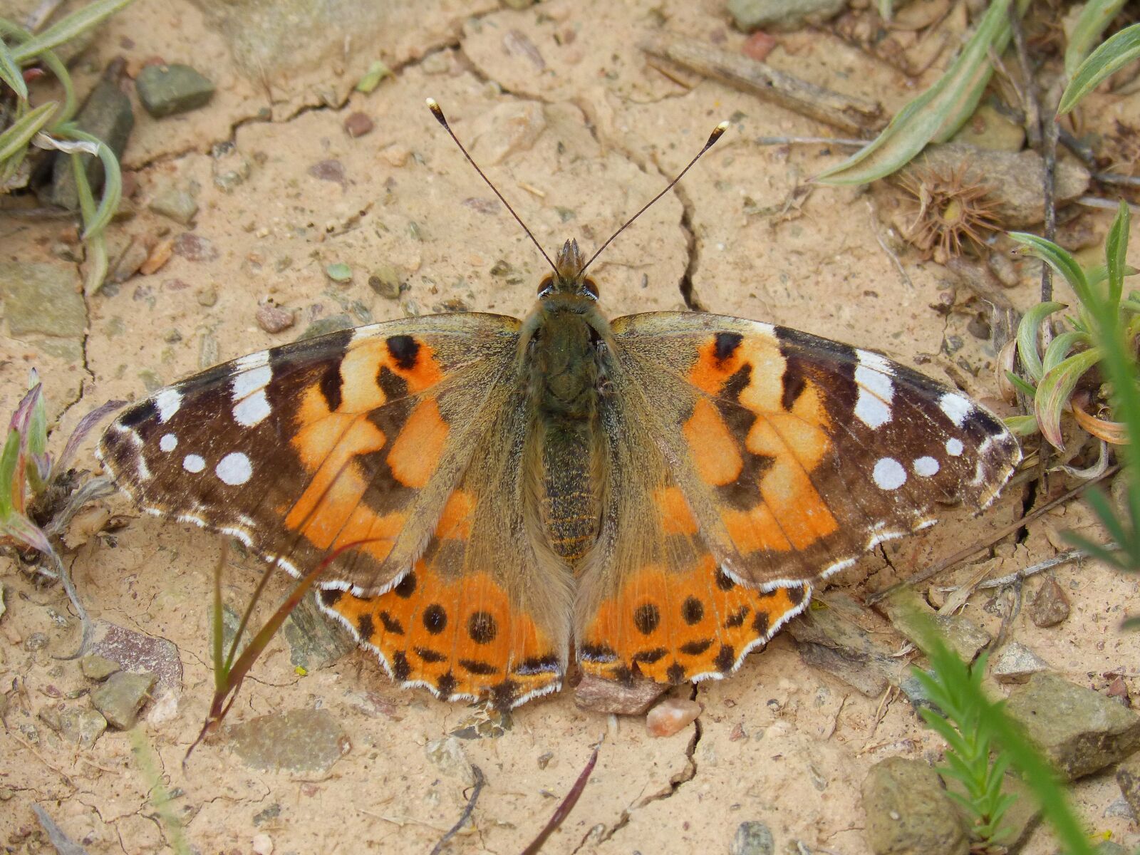 Panasonic DMC-FZ62 sample photo. Butterfly, migradora of the photography