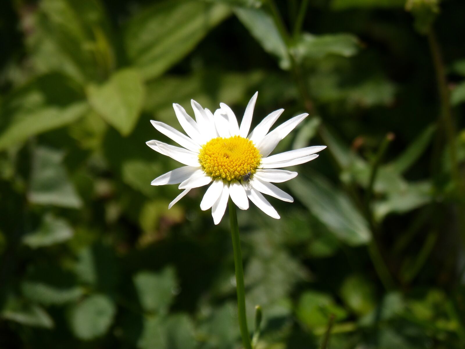 Panasonic DMC-FZ62 sample photo. Daisy, pyrenees, flower photography