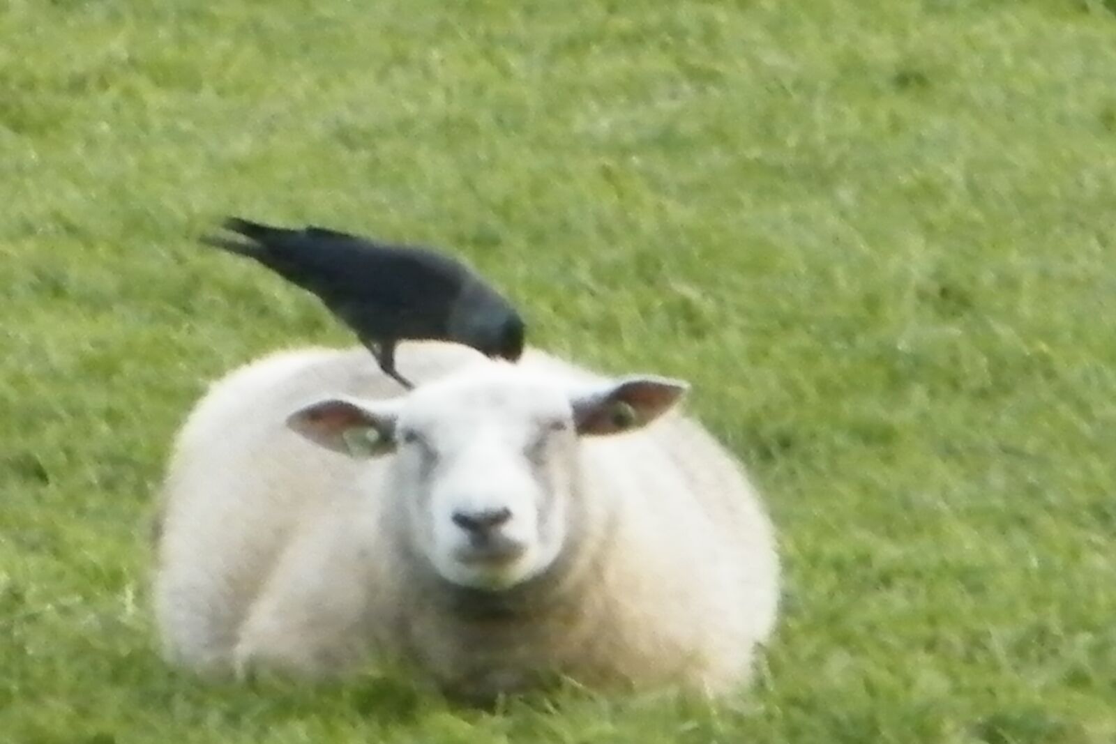 Fujifilm FinePix S2000HD sample photo. Sheep, crow, nature photography