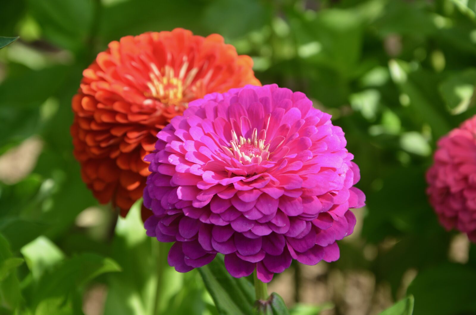 Nikon D5200 sample photo. Flowers, plants, flowering plant photography