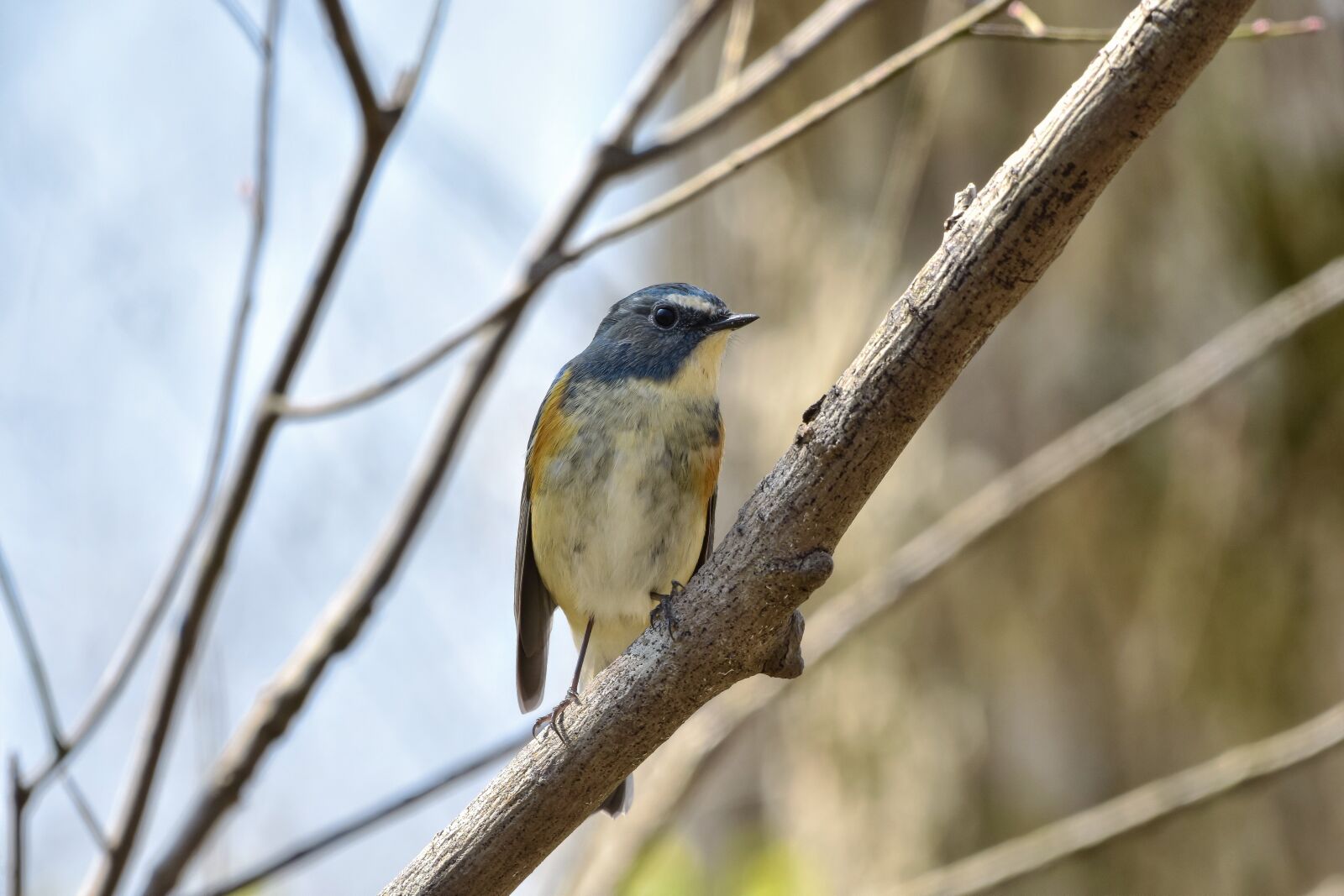 Nikon D7200 sample photo. Animal, forest, wood photography