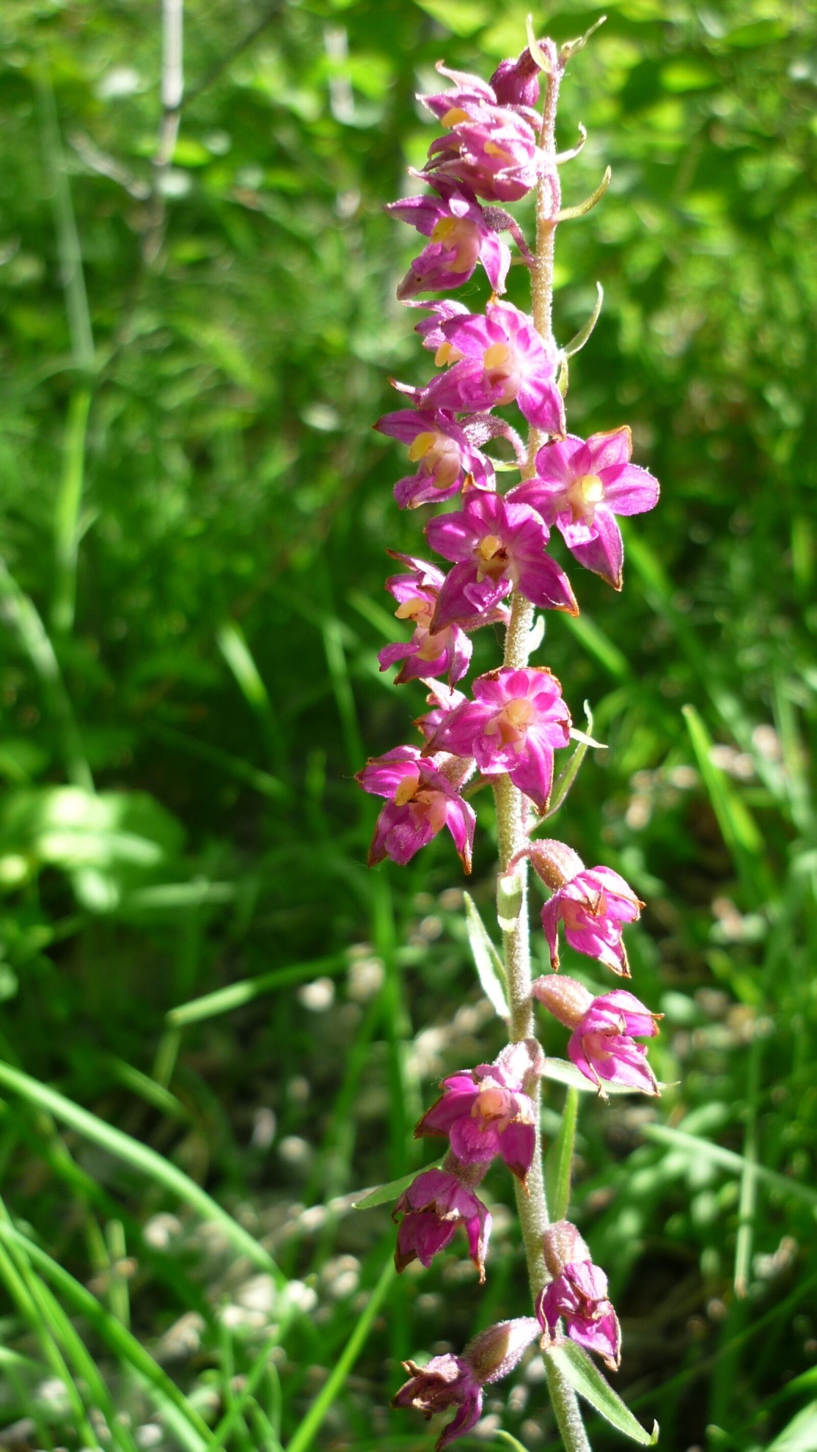 Panasonic Lumix DMC-FS6 sample photo. Dark red helleborine, german photography