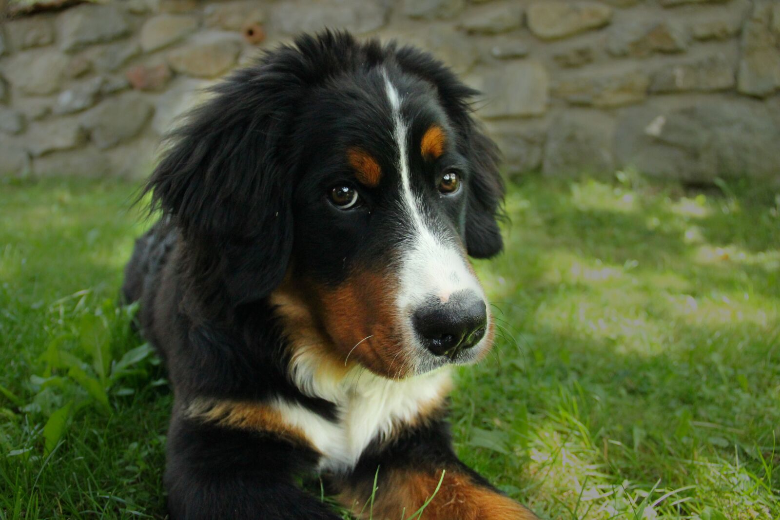 Canon EOS 600D (Rebel EOS T3i / EOS Kiss X5) sample photo. Bernese mountain dog, dog photography