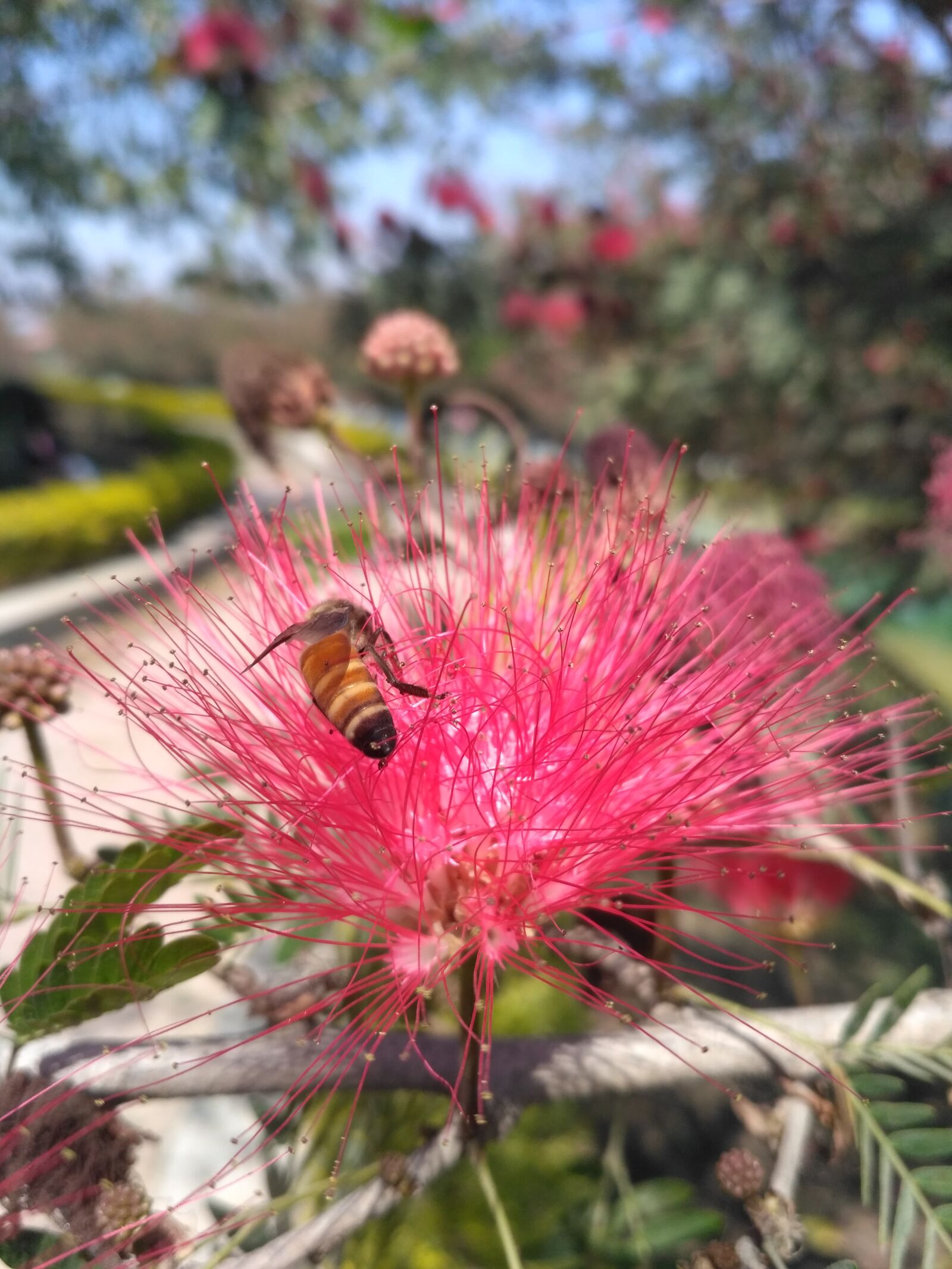 Xiaomi Redmi 3S sample photo. Beautiful, flowers photography