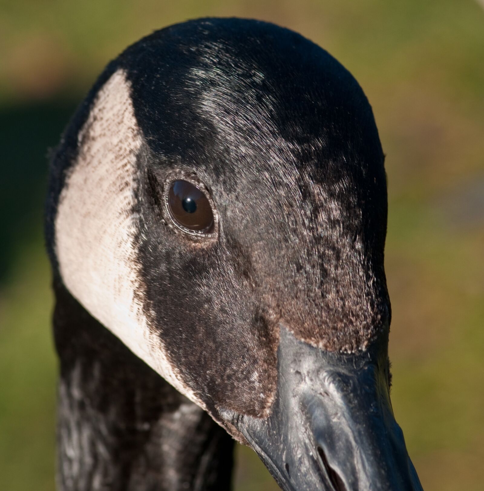 Nikon D300 sample photo. Canada goose, goose, bird photography