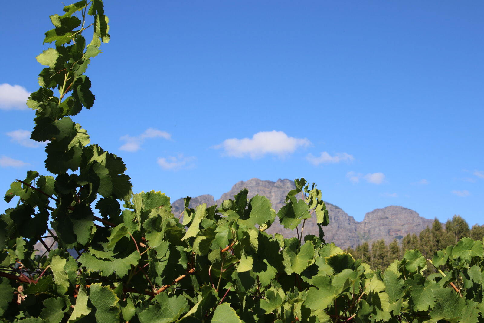 Canon EOS 7D Mark II sample photo. Blue, sky, grapes, mountains photography