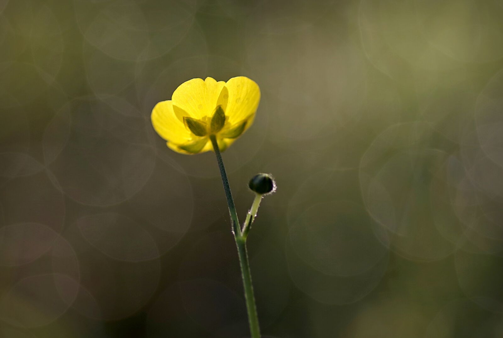 Pentax K-S2 sample photo. Buttercup, yellow, flower photography