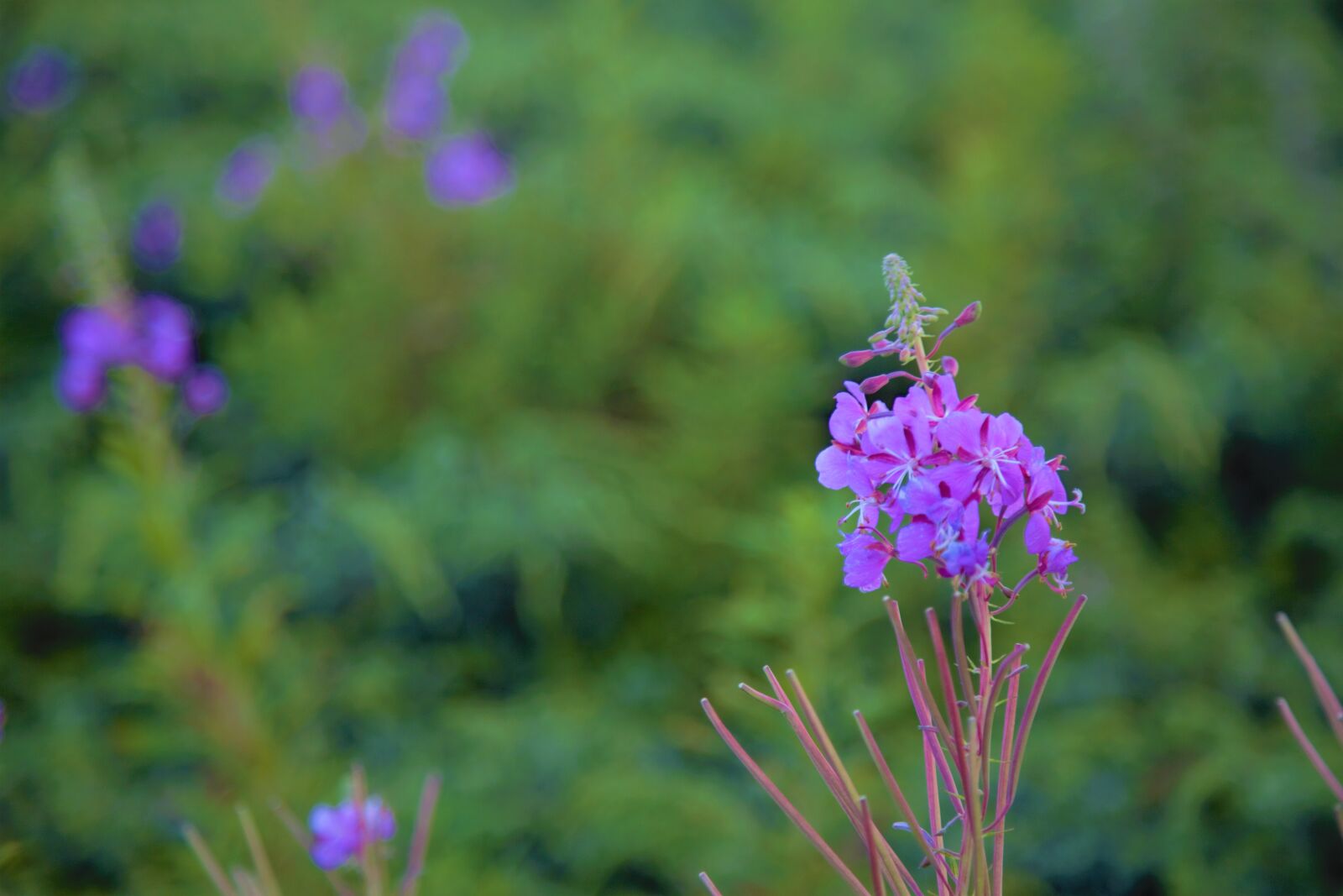 Canon EOS 5D Mark III sample photo. Nature, flower, plant photography