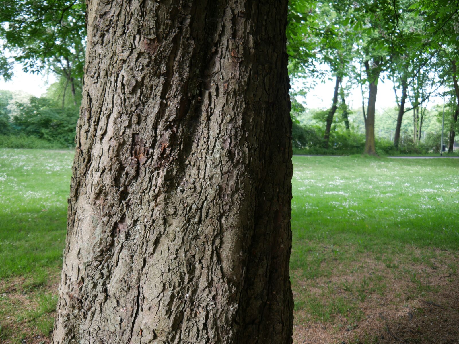 Panasonic DMC-G70 sample photo. Baum, tree, nature photography