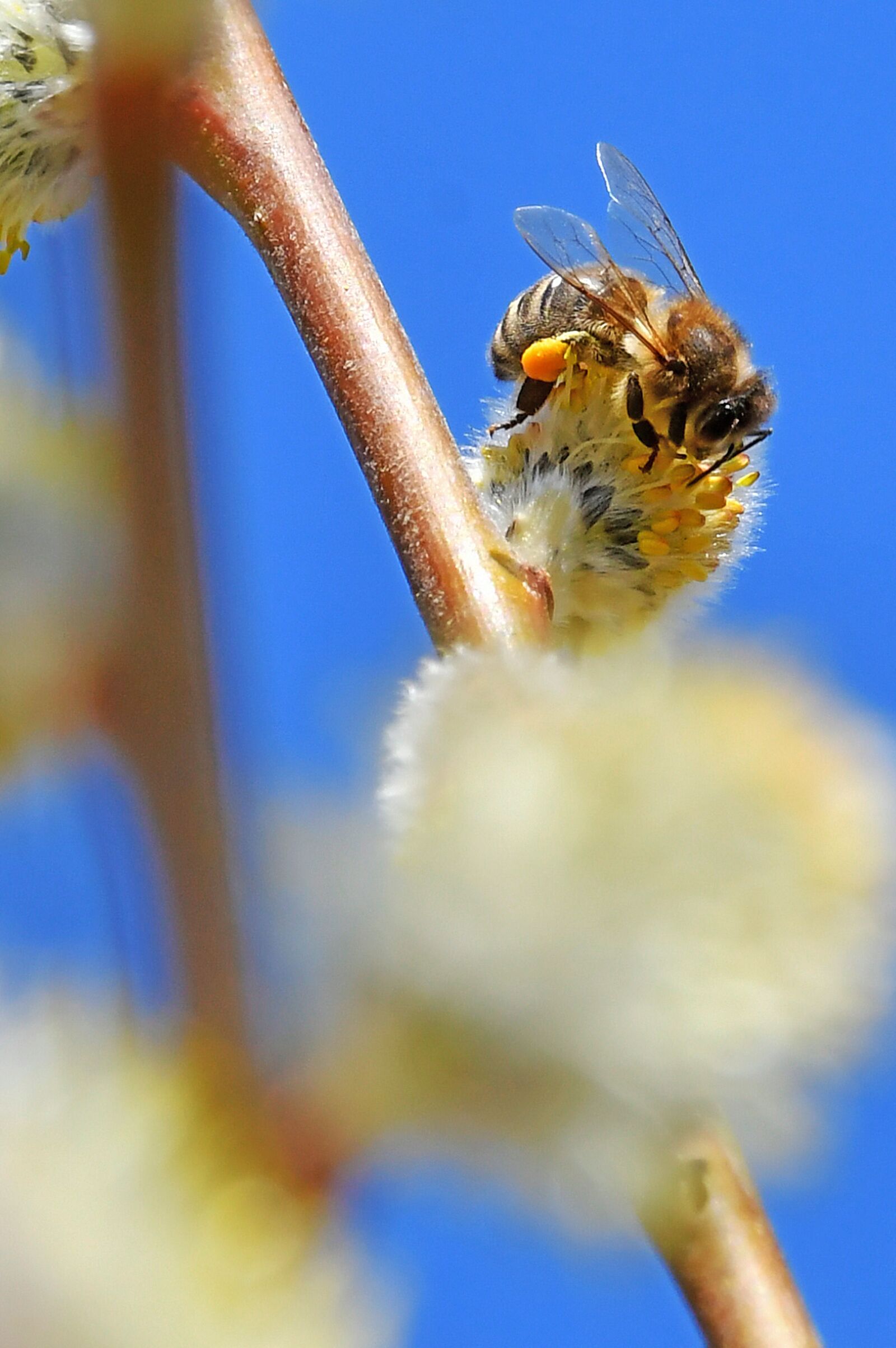 Nikon D3200 sample photo. Spring, barka, bloom photography