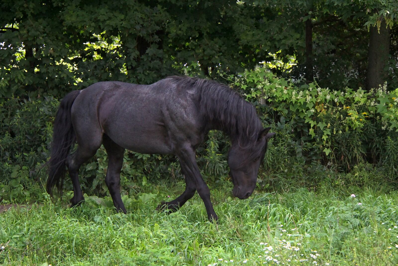 Canon EF-S 18-200mm F3.5-5.6 IS sample photo. Animal, horse, equine photography