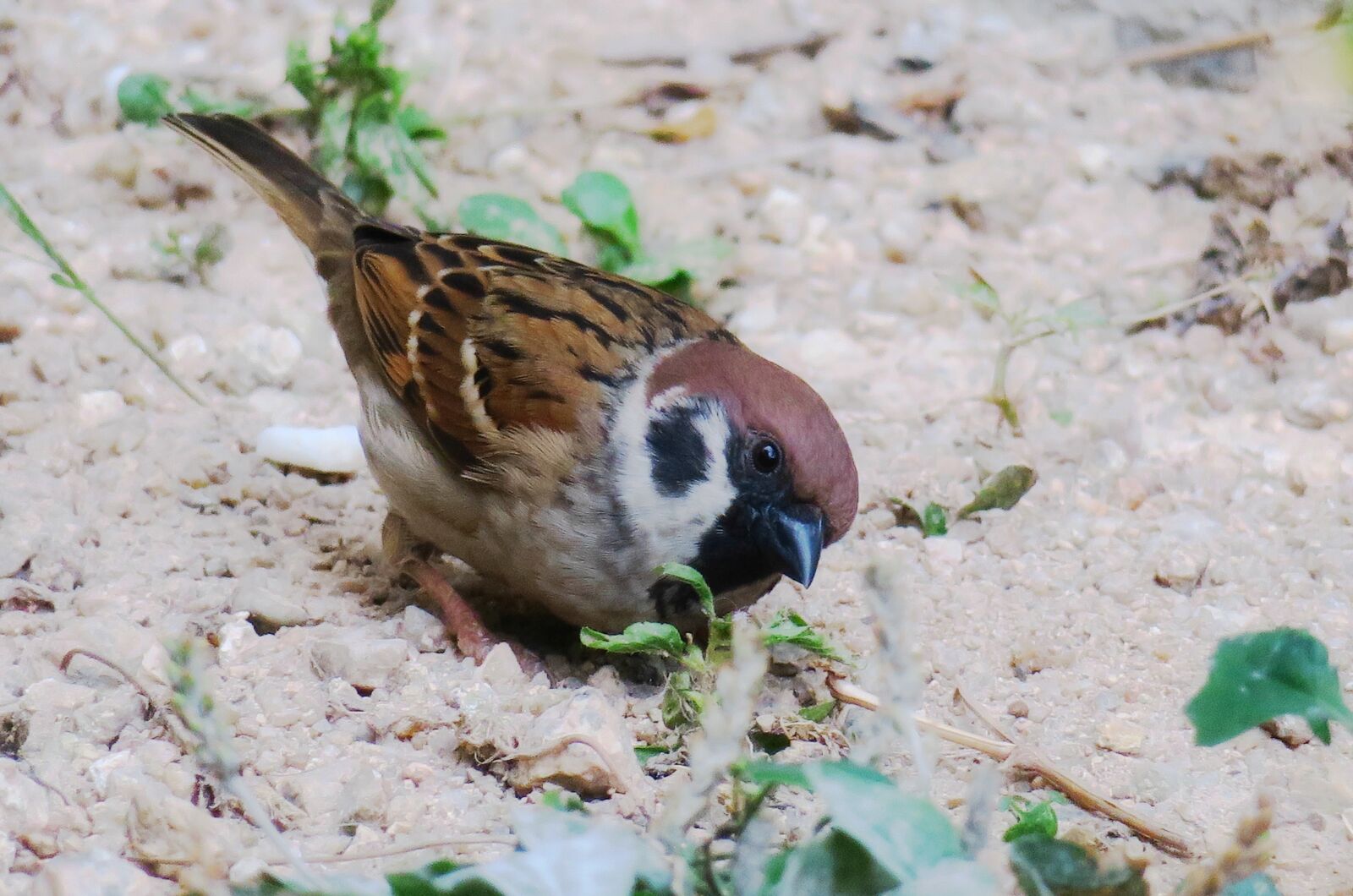 Canon PowerShot G3 X sample photo. Sparrow, nature, wildlife photography