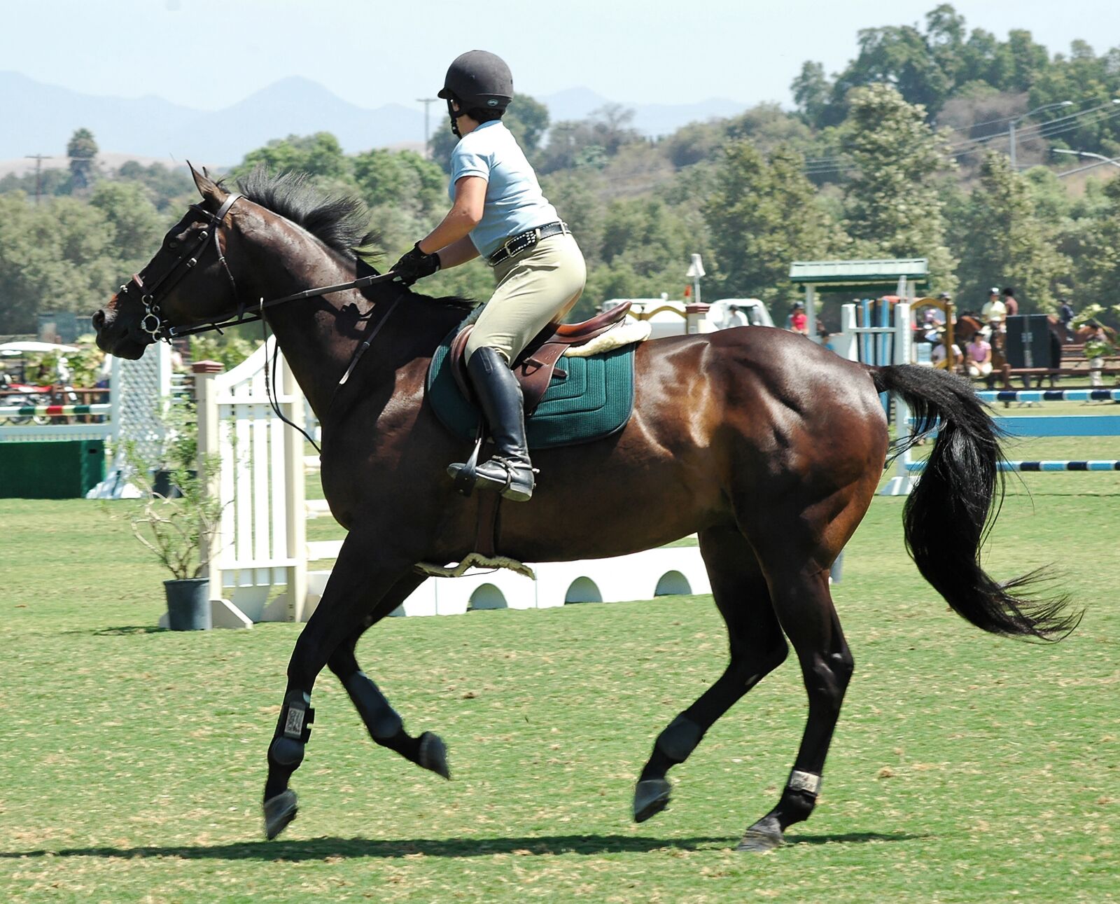 Nikon D70s sample photo. Horse, horses, equestrian photography