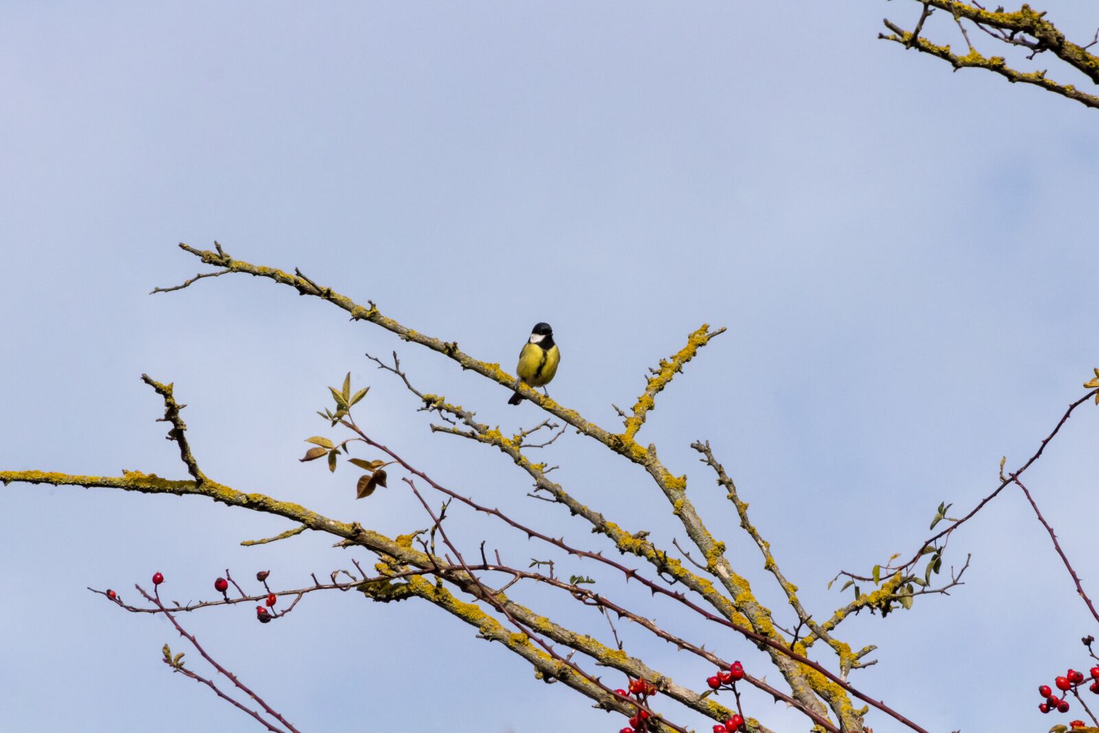Canon EF75-300mm f/4-5.6 sample photo. Titmouse, széncinke, bird photography