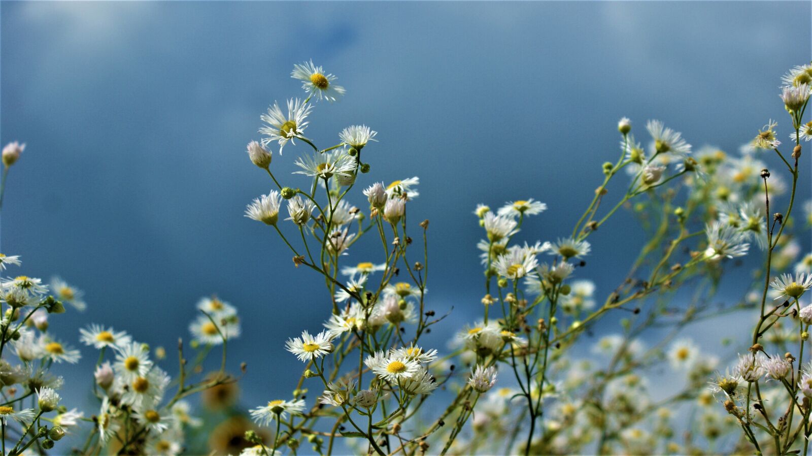 Sony Alpha DSLR-A350 sample photo. Chamomile, flowers, field flowers photography