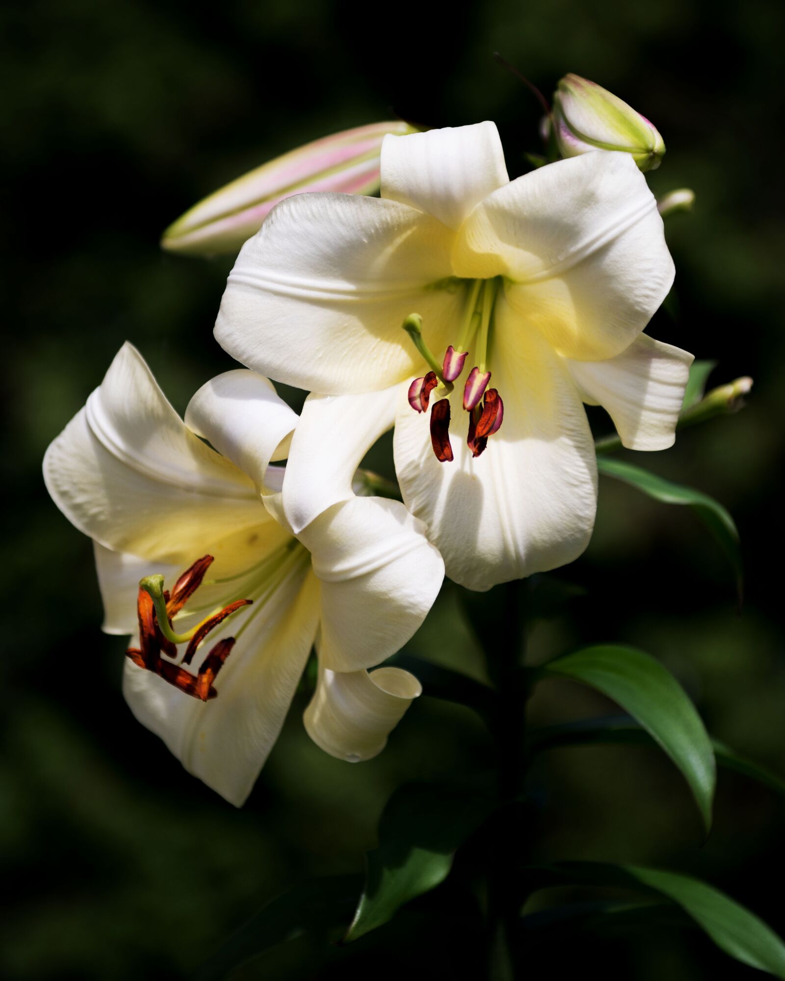 Nikon D810 sample photo. White, lilly, easter photography