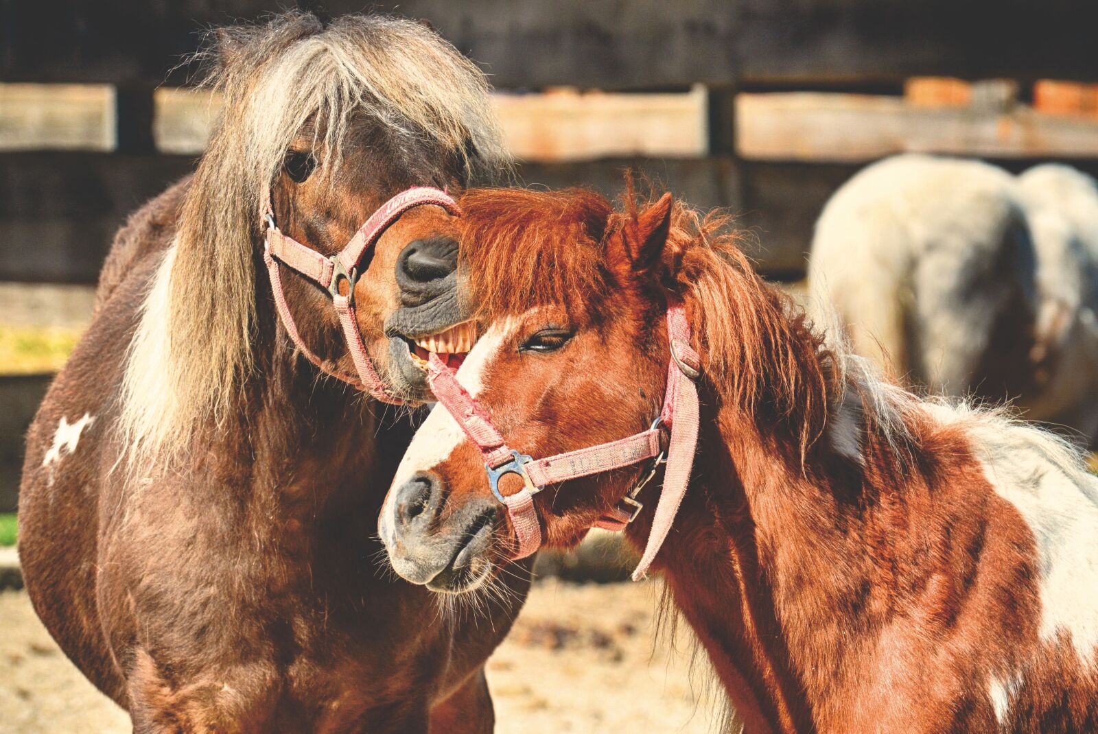 Nikon D3200 sample photo. Pony, horses, pair photography