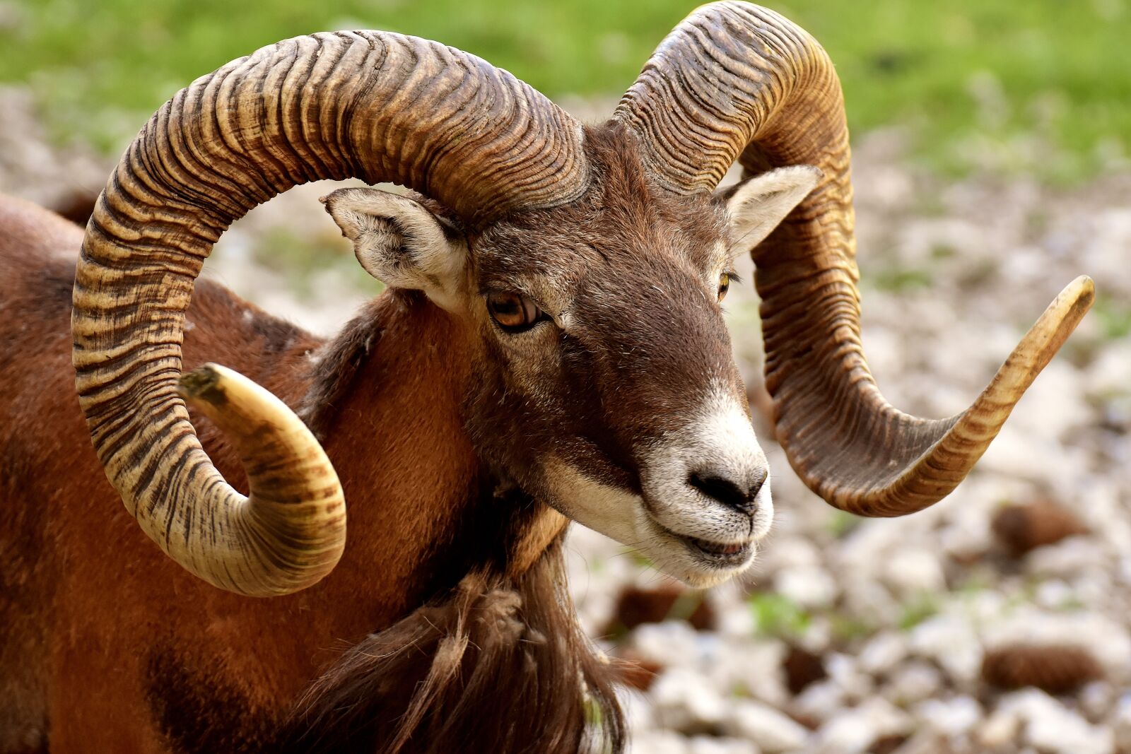 Nikon D7200 sample photo. Aries, wild, free running photography