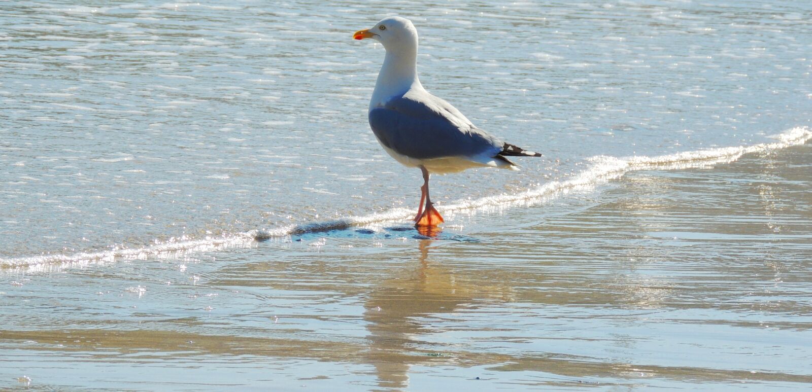 Nikon Coolpix P510 sample photo. Seagull, sea shore, reflections photography