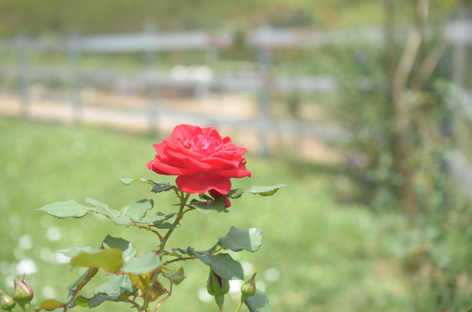 Nikon D7000 sample photo. Rosa, flowers, nature photography