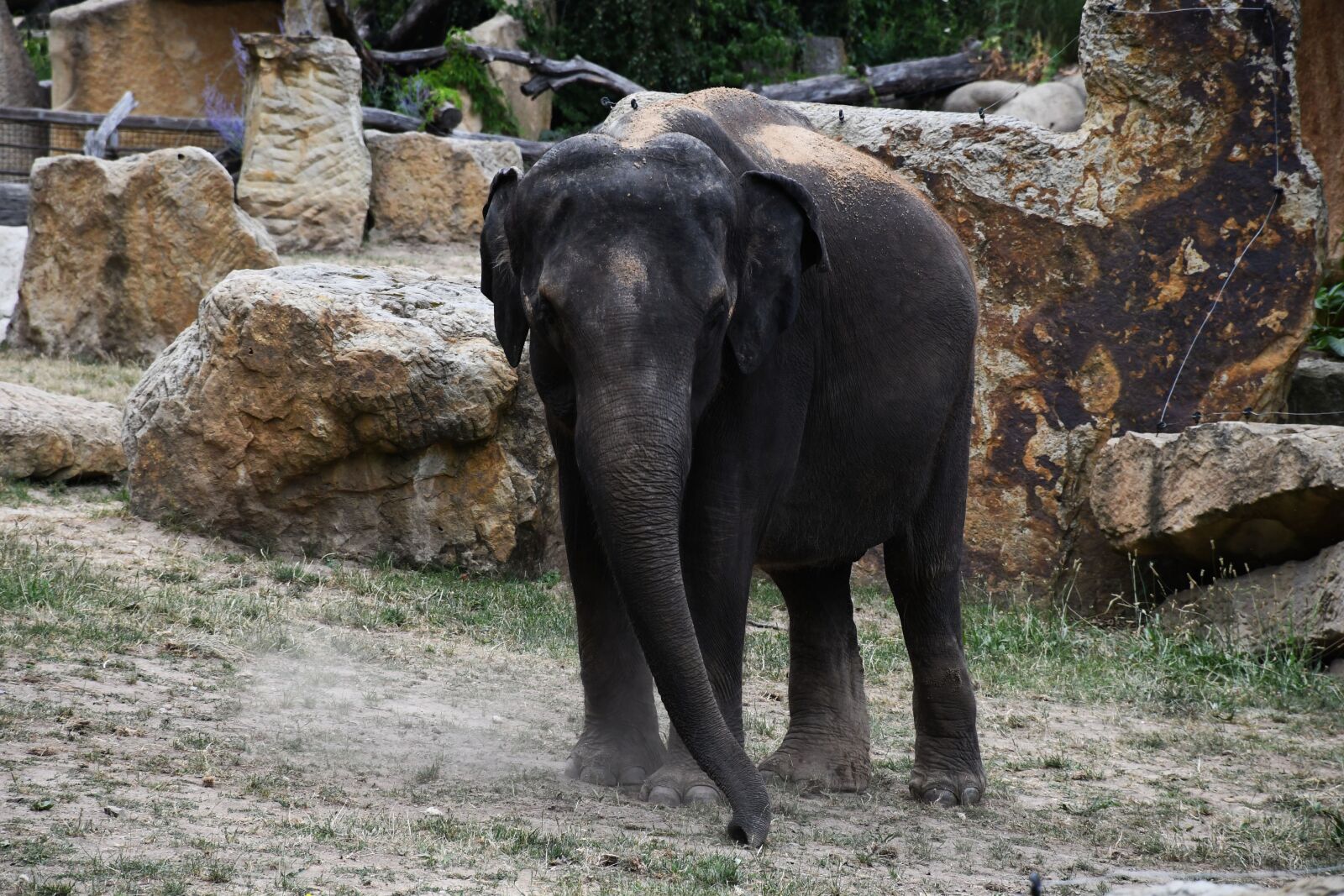 Nikon D7500 sample photo. Elephant, large, animal photography