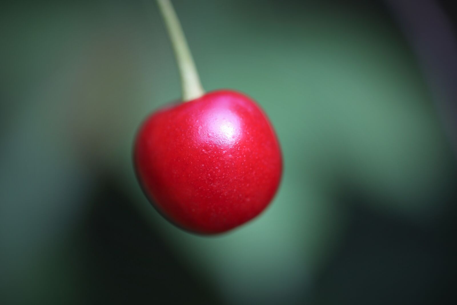 Canon EOS 6D + Canon EF 100mm F2.8 Macro USM sample photo. Sour cherry, fruit, fresh photography