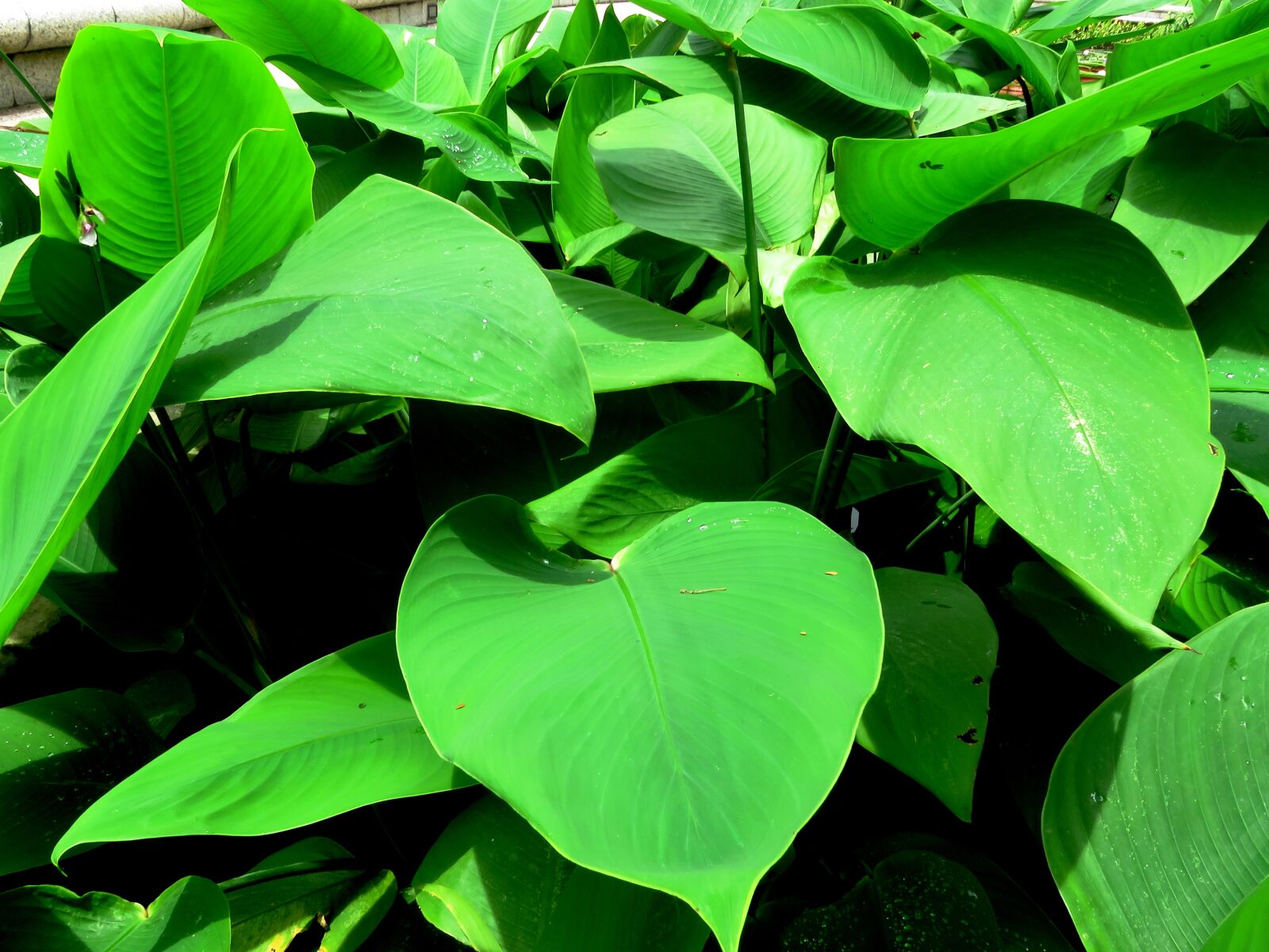 Canon PowerShot SX60 HS sample photo