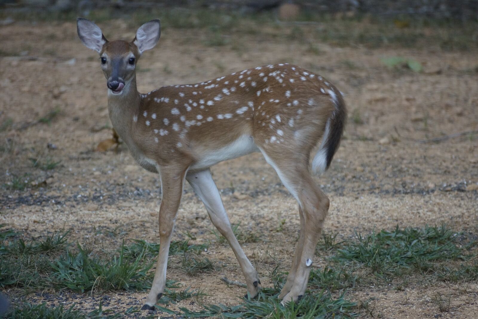 Sony DT 55-300mm F4.5-5.6 SAM sample photo. Fawn, deer, nature photography