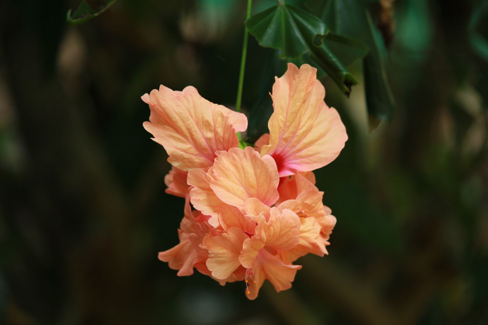 Canon EOS 1200D (EOS Rebel T5 / EOS Kiss X70 / EOS Hi) sample photo. Hibiscus, flower, tropical photography