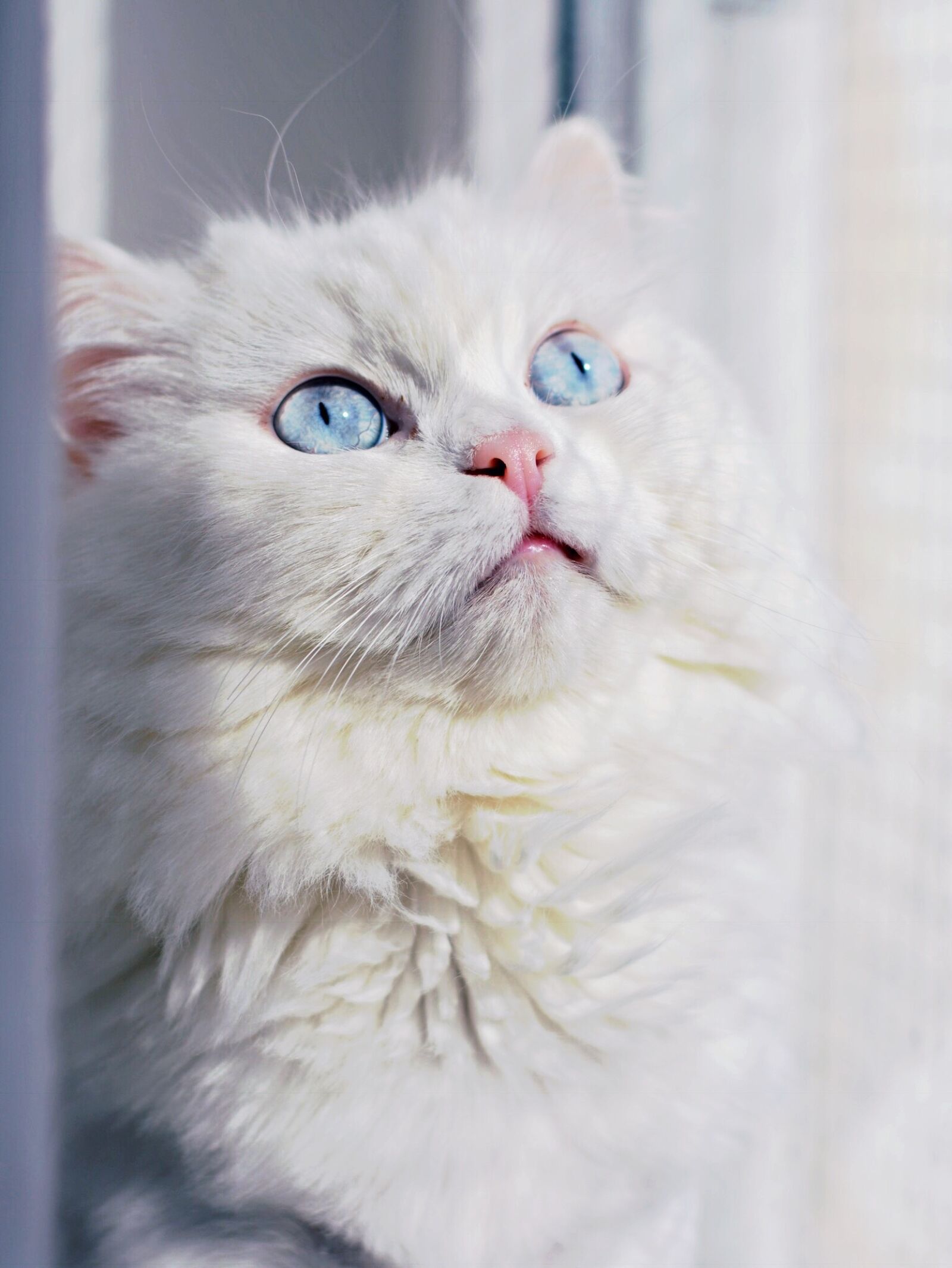 Nikon D7100 sample photo. Cat, eyes, white photography