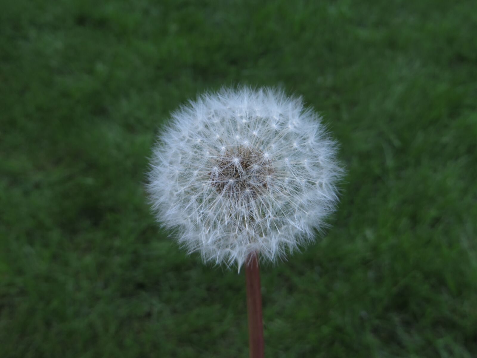 Canon PowerShot SX270 HS sample photo. Dandelion, nature, pointed flower photography