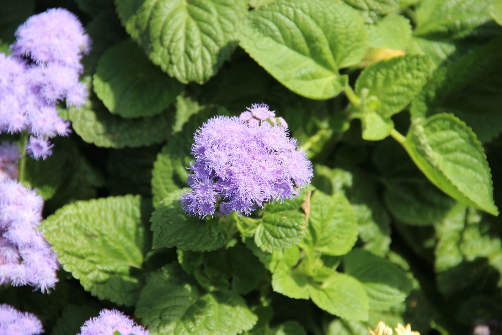 Canon EOS 600D (Rebel EOS T3i / EOS Kiss X5) sample photo. Flower, nature, blossom photography