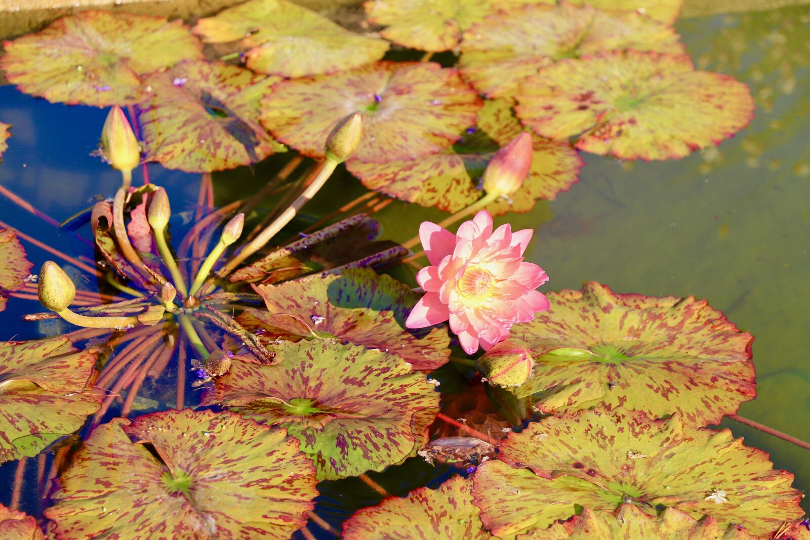 Canon EF 24-105mm F4L IS II USM sample photo. Lotus, flower, flowers photography