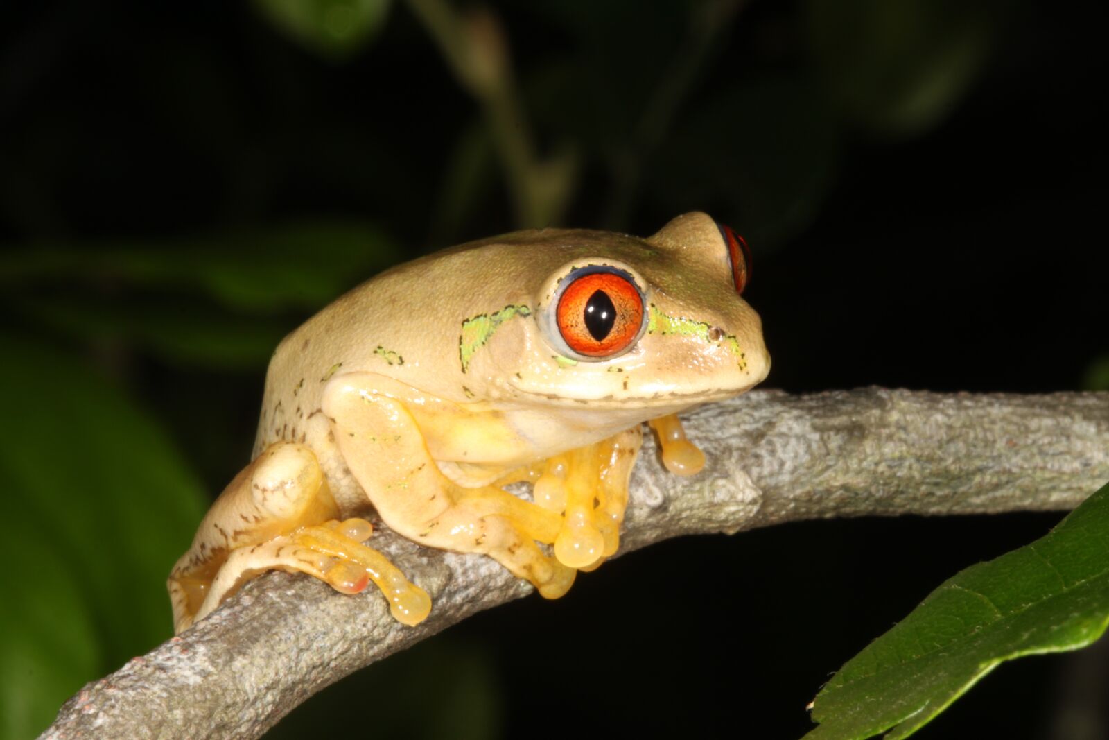 Canon EOS 500D (EOS Rebel T1i / EOS Kiss X3) sample photo. Frog, durban, south africa photography