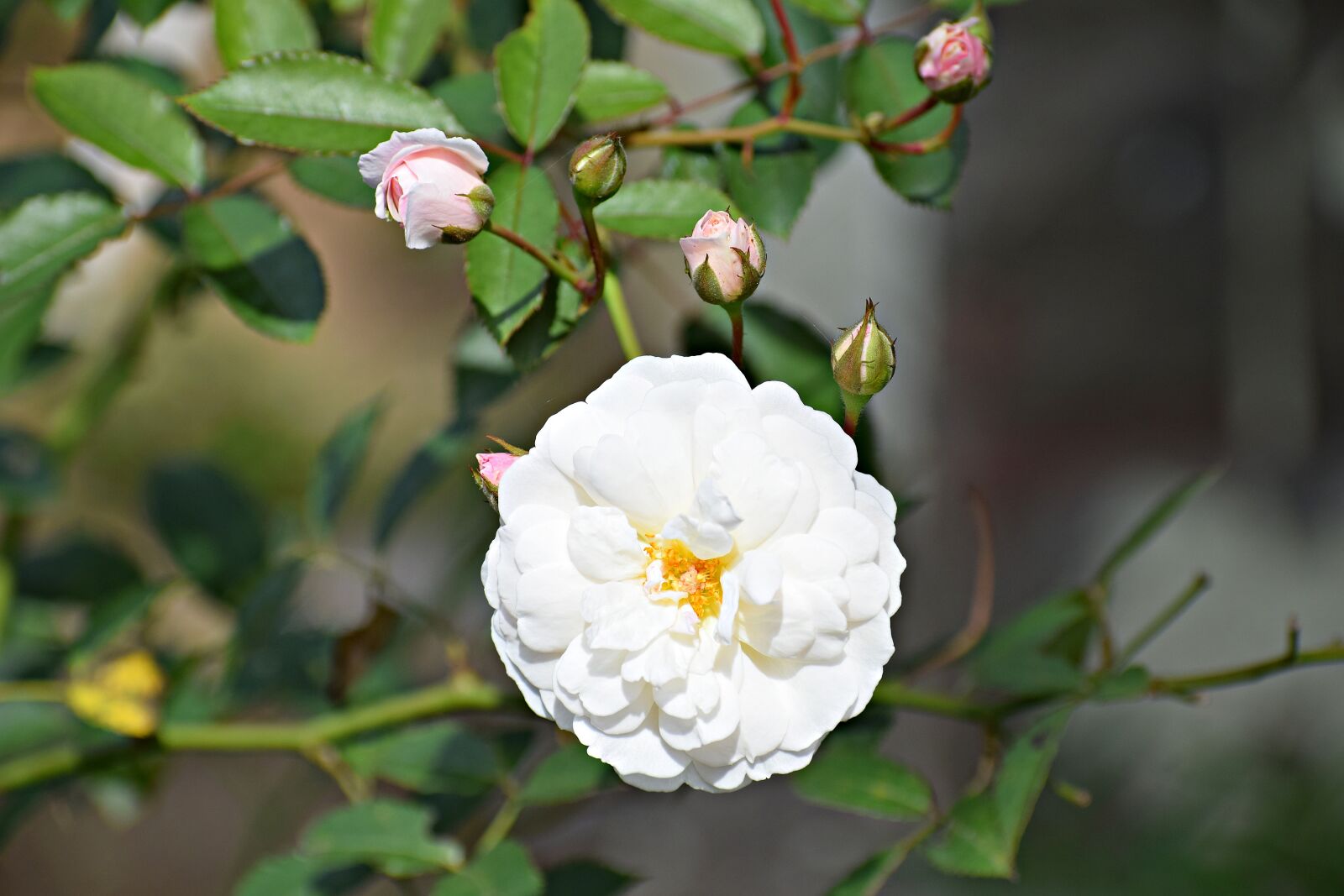 Nikon D3300 sample photo. White, rose, flower photography