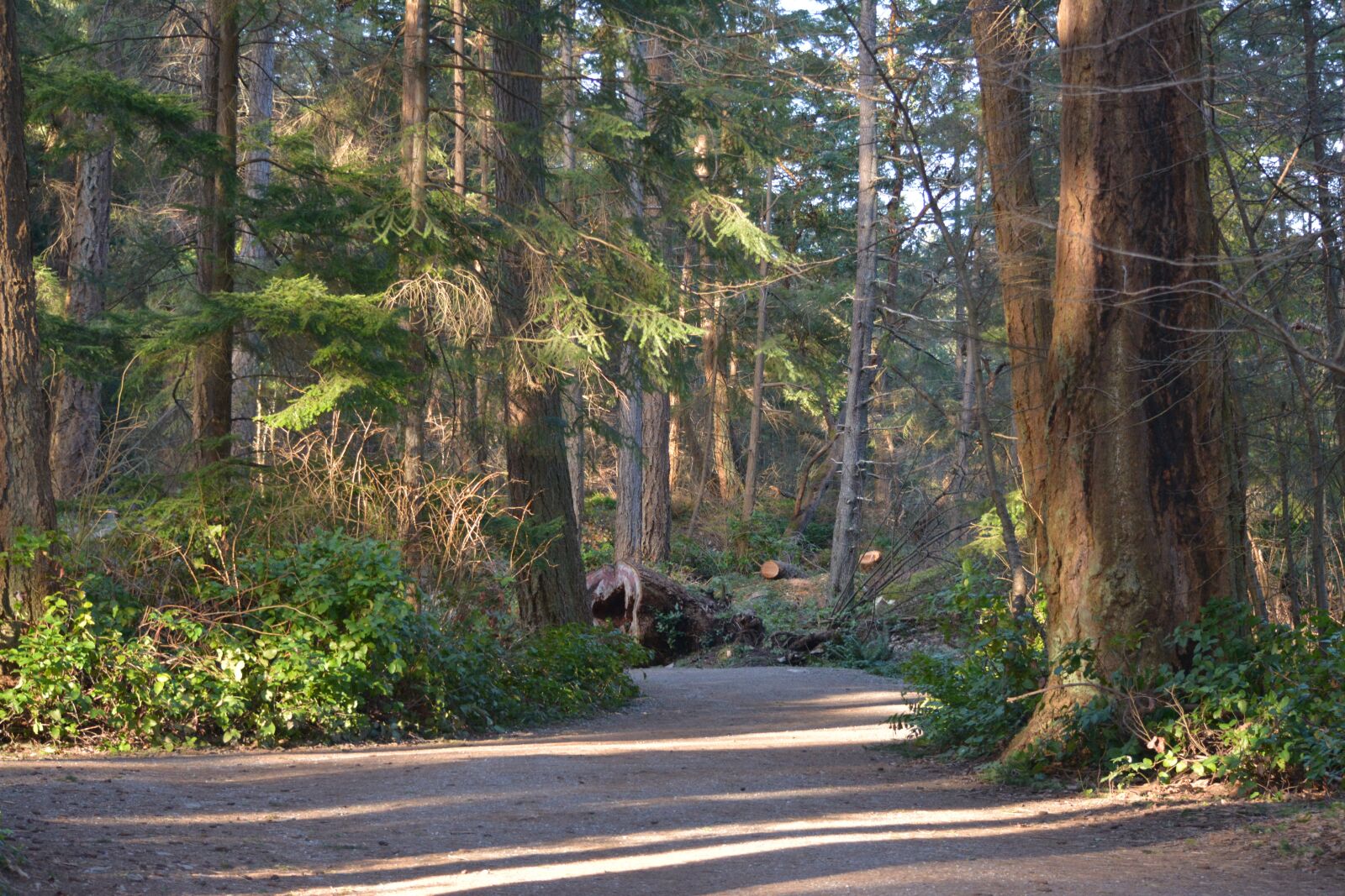 Nikon D5200 sample photo. Path, forest, hiking photography